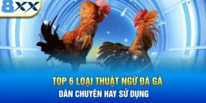 Top 6 Loại Thuật Ngữ Đá Gà Mà Dân Chuyên Hay Sử Dụng
